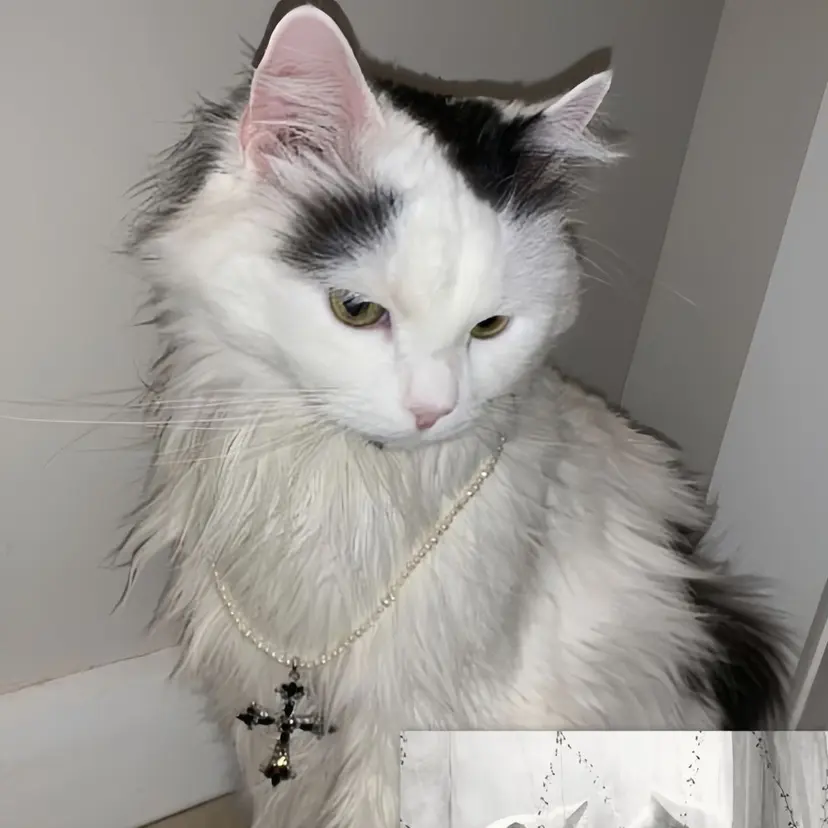 nanaka /まつげ/まゆげ🖤の掲載