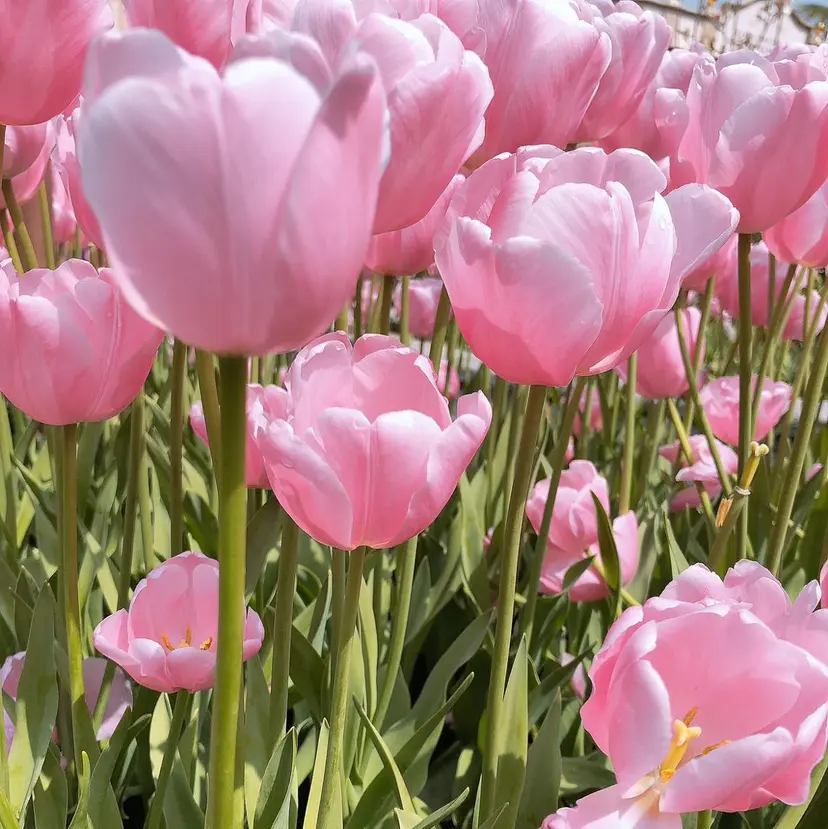 宮澤 紅羽の掲載