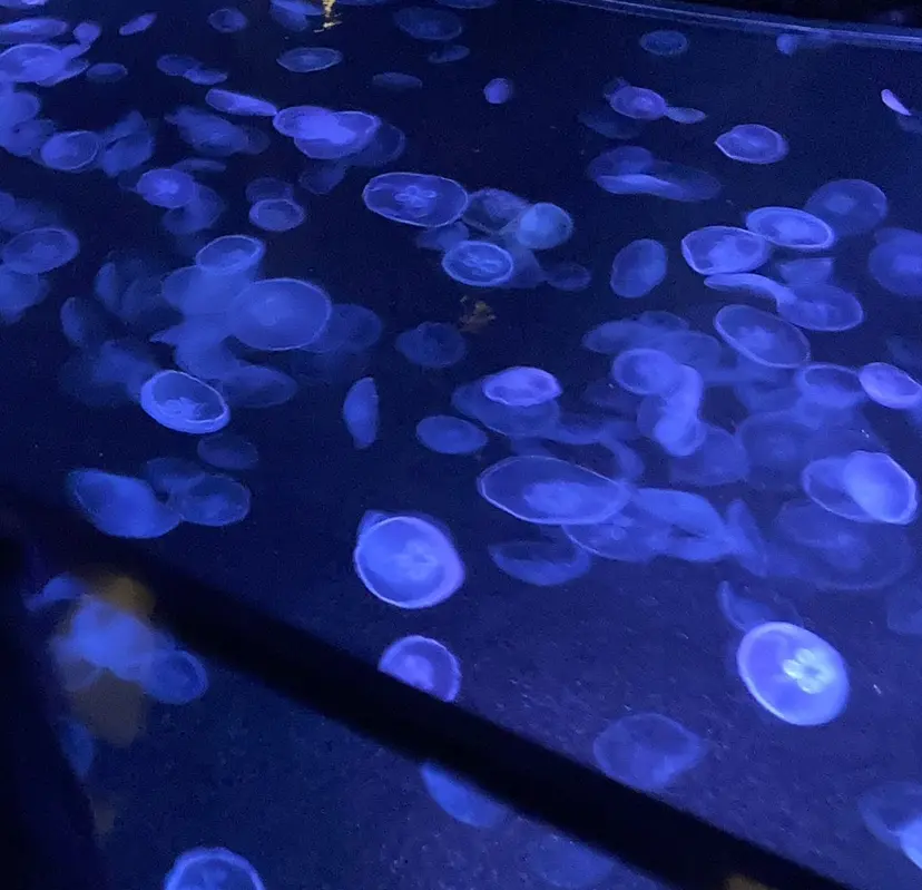 🫧エクステ/ハイ トーン/ℳ𝒶𝒾の掲載