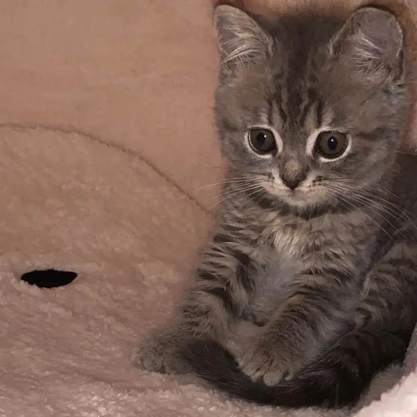 佐々木 雪菜の掲載