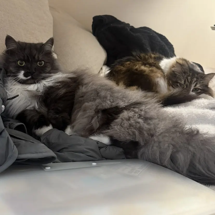 Plumeria フルバヤシミウの掲載