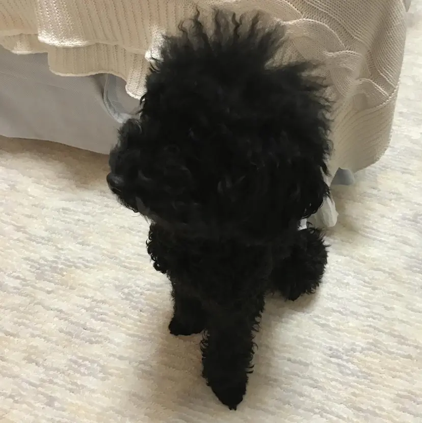 ハットリ 代表の掲載