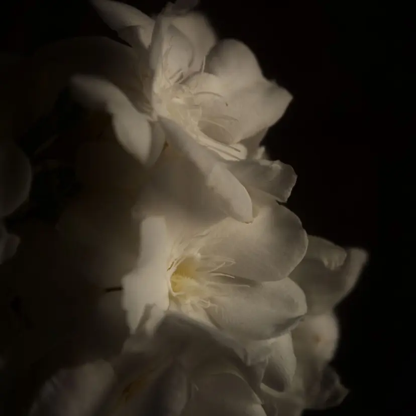 Eye ELSA lash栄店🫧榎本の掲載