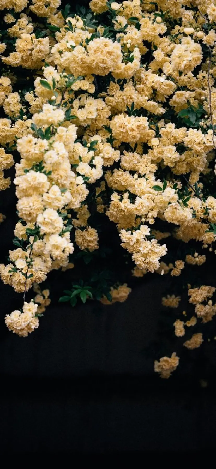 ♛︎BARON♛︎ SUMIREの掲載