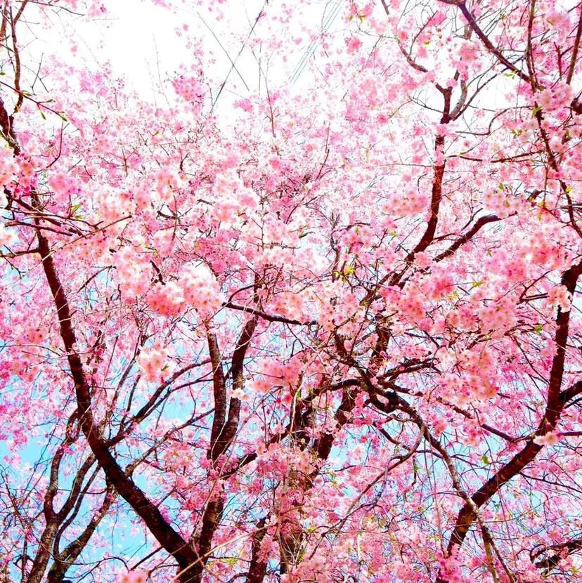 外村 亮詞の掲載