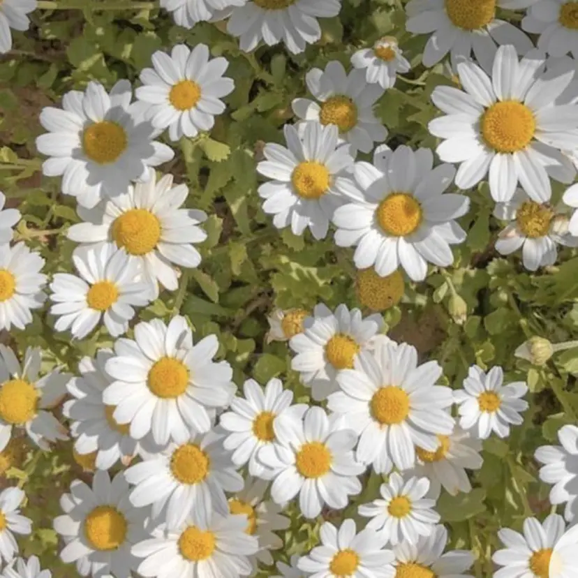 ベティ山口 どうもん店の掲載