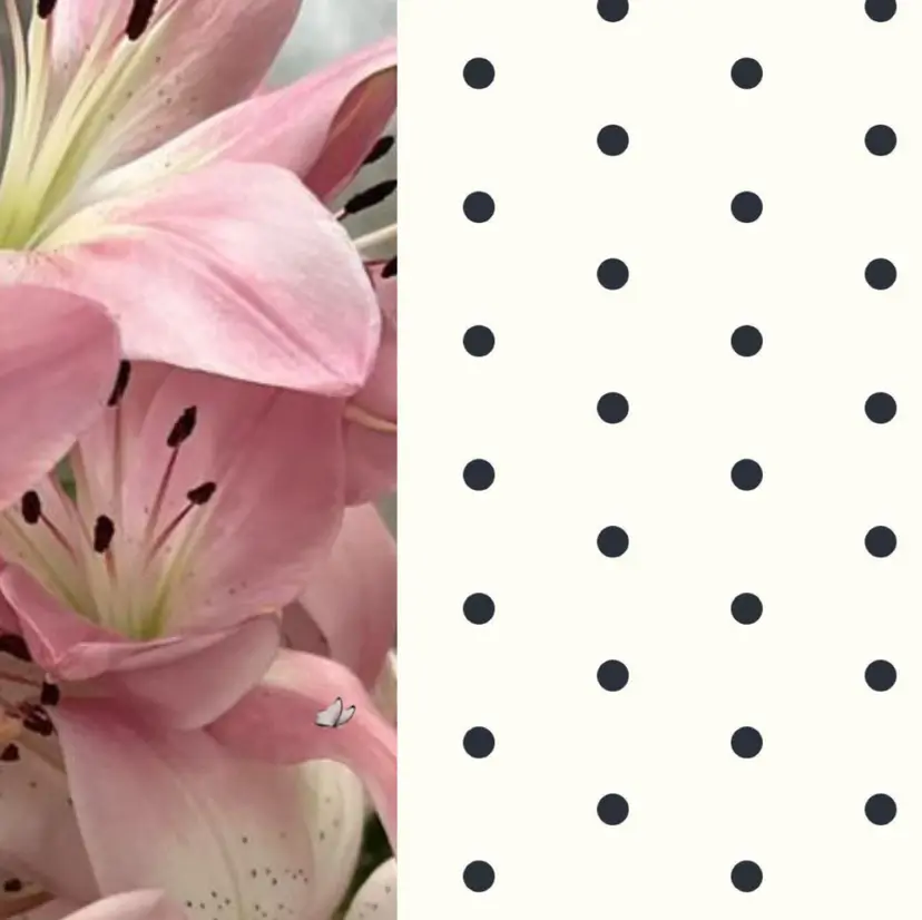 藤森 菜那の掲載