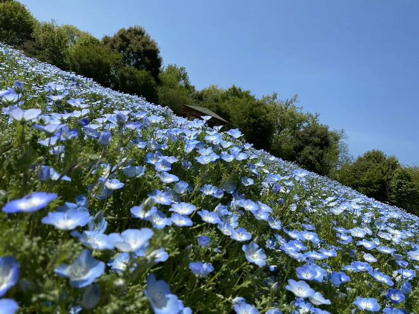 Ailes Yuki代表の掲載