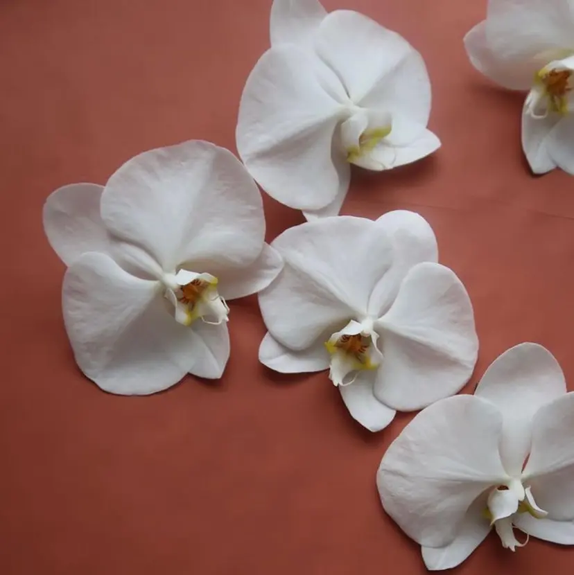 マルヤマ リナの掲載