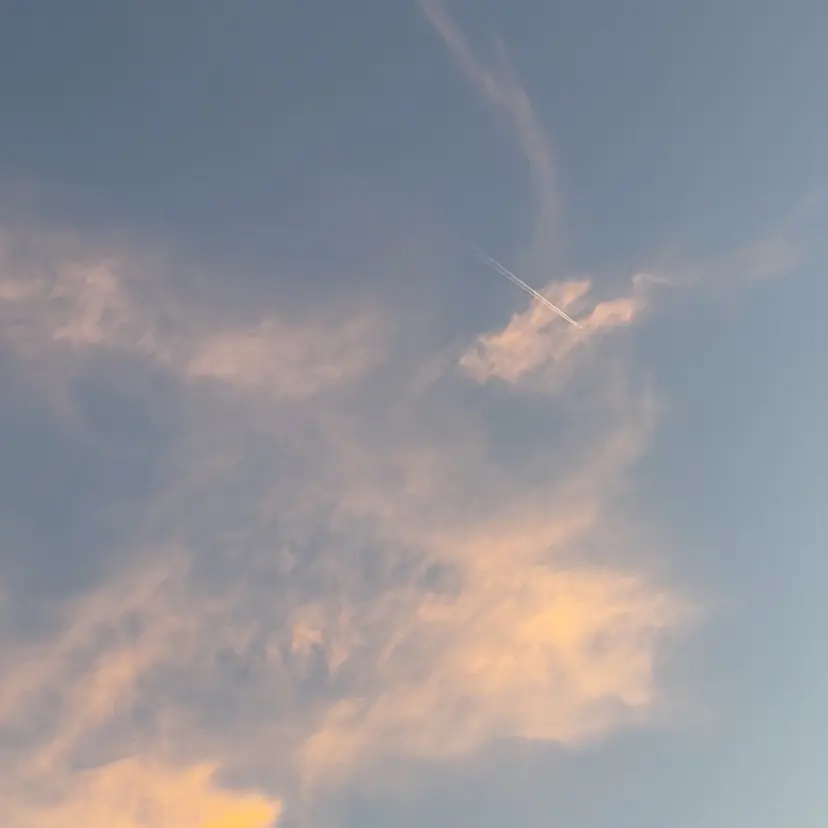 アライ レンカの掲載