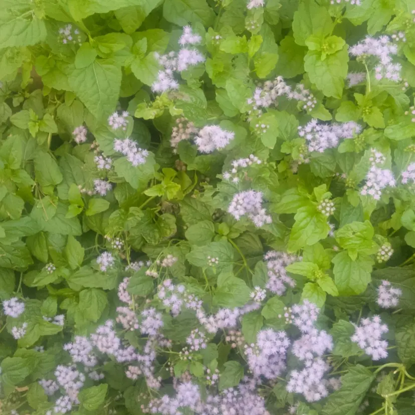 EmaNail Rinaの掲載