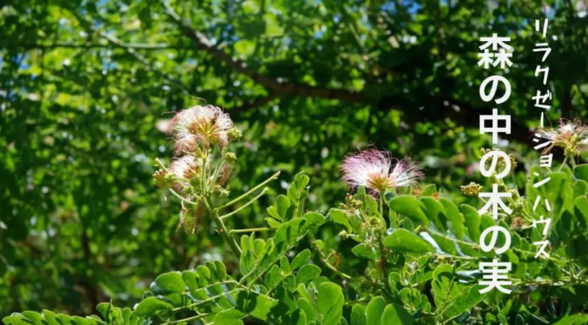 リラクゼーション 森の中の木の実の掲載