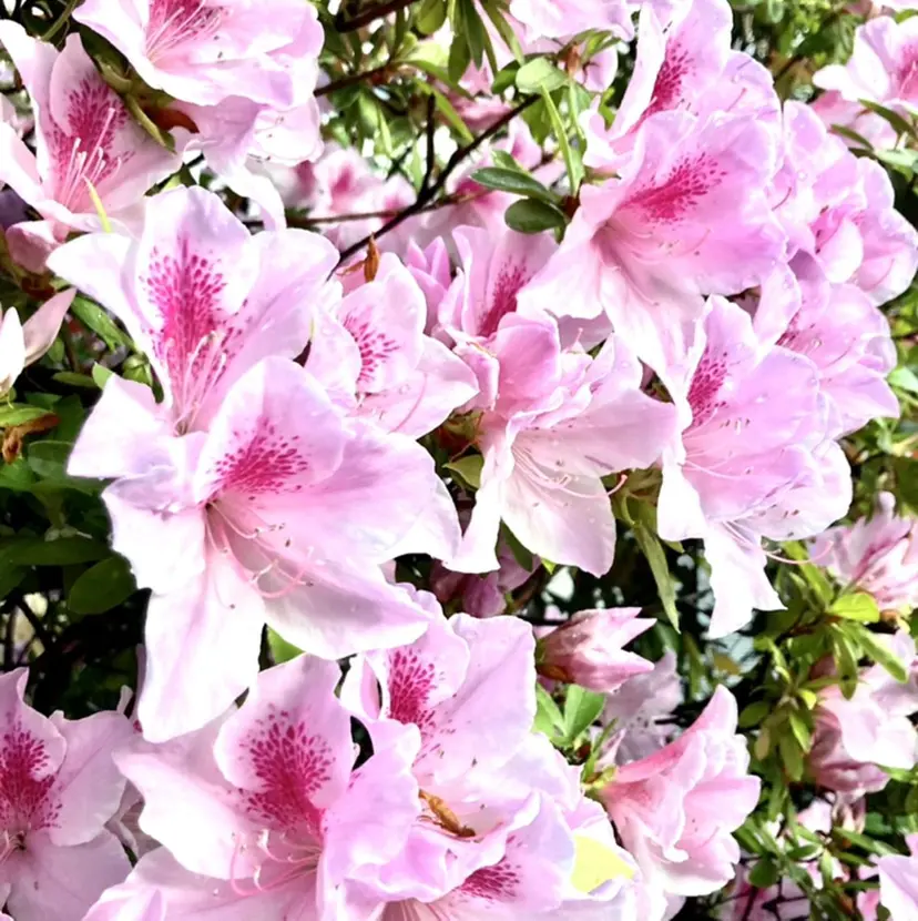 Nailsalon Renの掲載