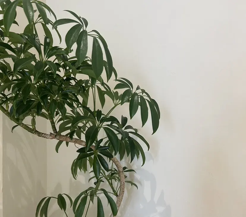 フェイシャルサロン mei  /肌質改善の掲載