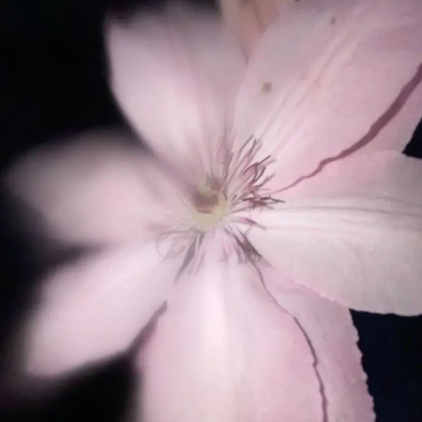 サトウ ミヤの掲載