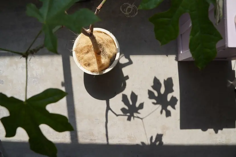 ☆unu☆ ナナミの掲載