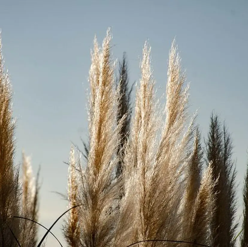 Allma 横浜の掲載