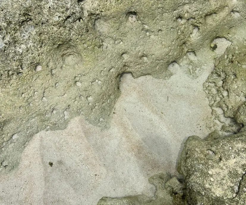 小池 颯希の掲載