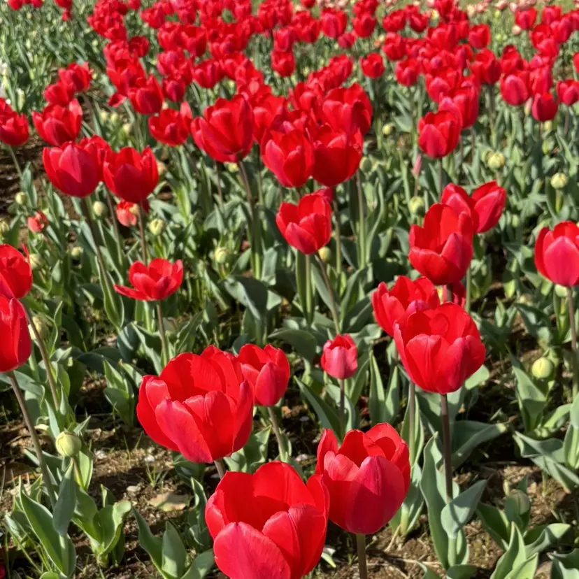 一目惚れ艶ハイトーン バンド/しほの掲載