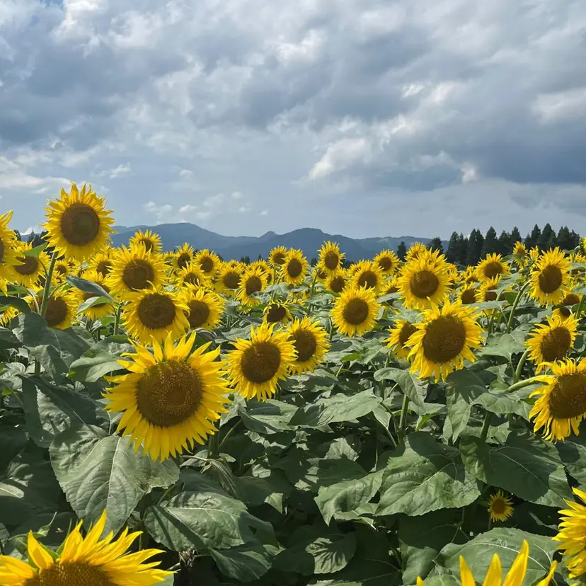 仲村 夏希の掲載