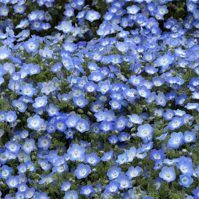 村田 紀里の掲載