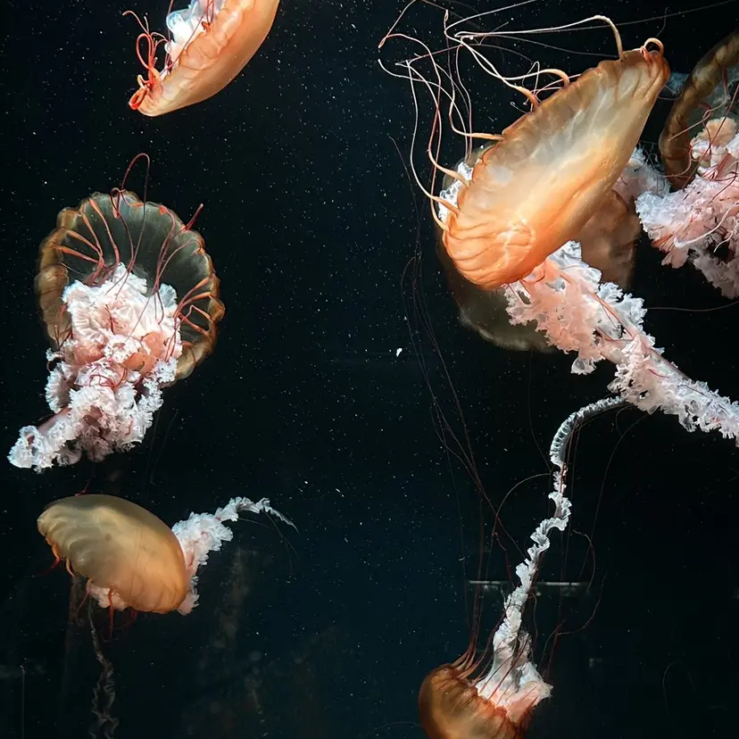 寺田 万紘の掲載