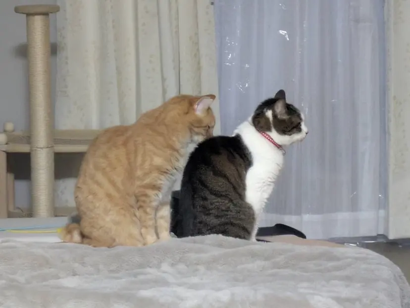 💫藤井 花梨🧸🛋️の掲載