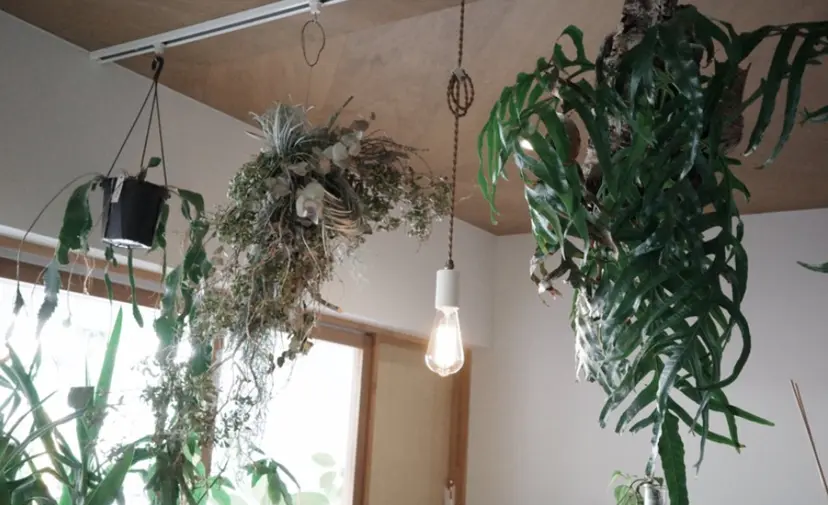 yokoyama hinanoの掲載