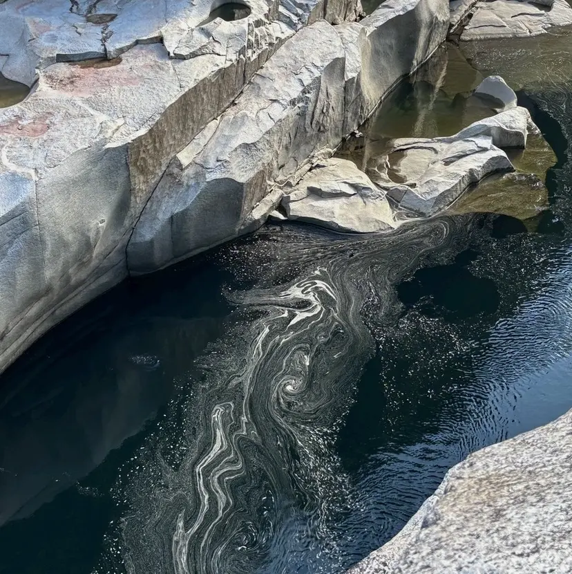 Persian Jr.の掲載