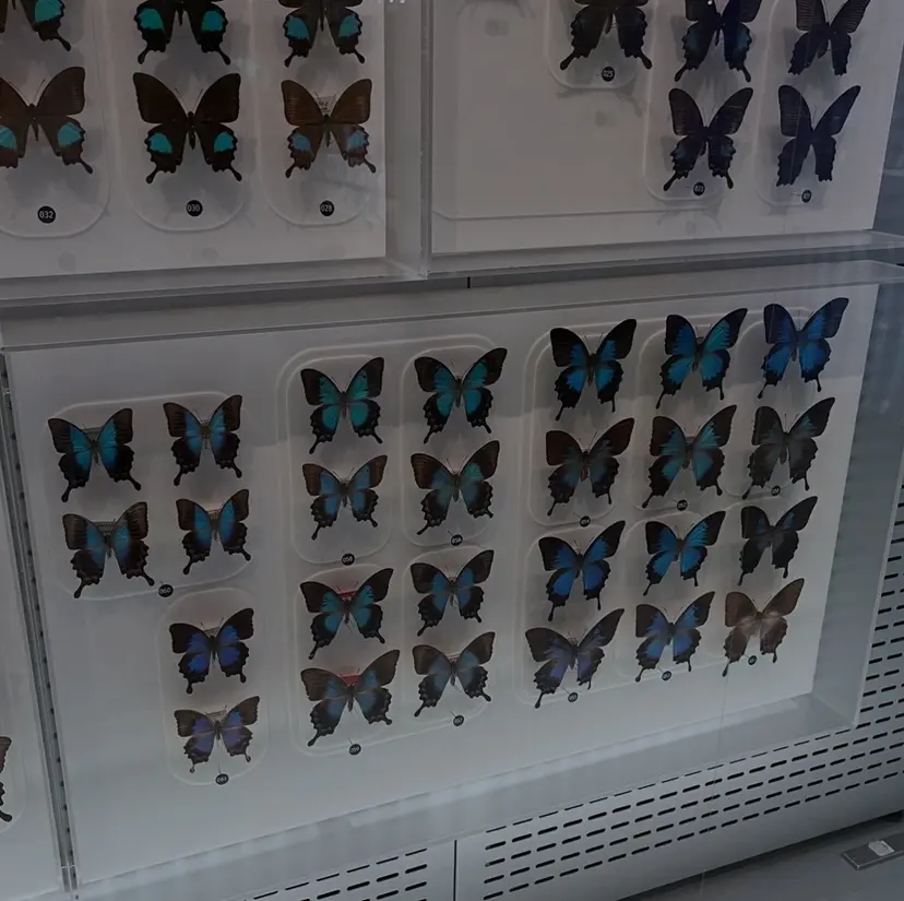 佐藤 華音の掲載