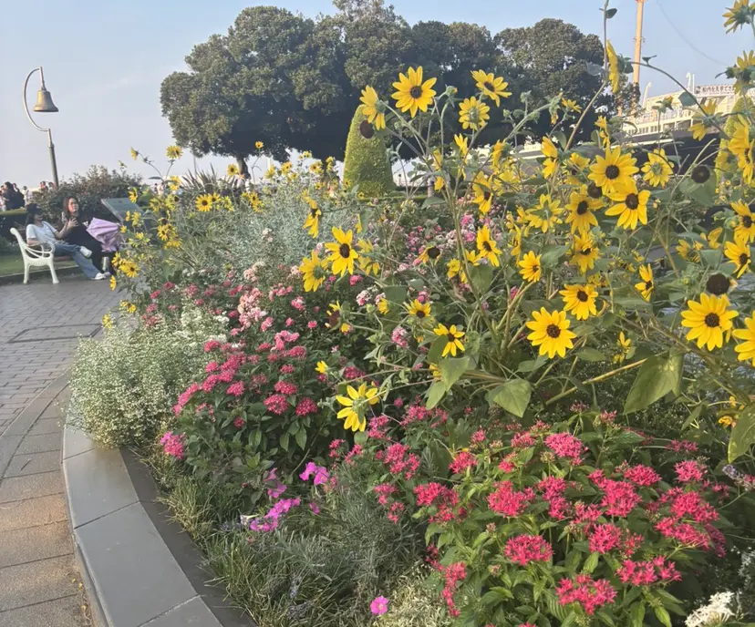 ツユザキ ハナカの掲載