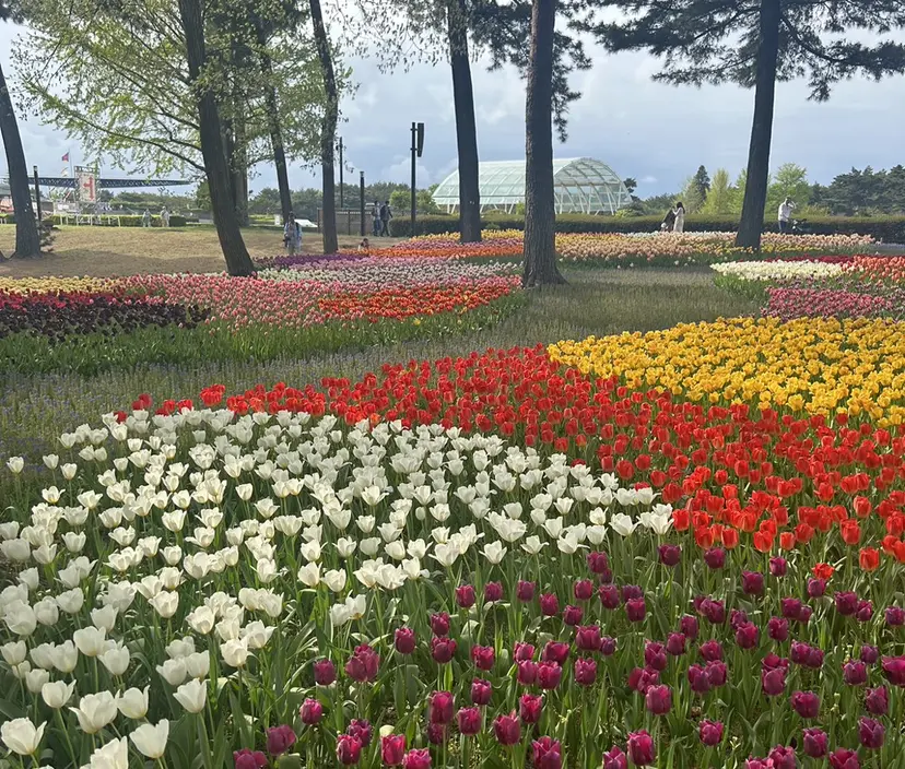 安 萌々穂の掲載