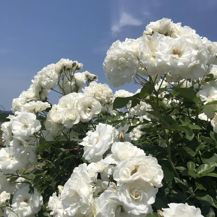 N°+aero 🤍ユメの掲載