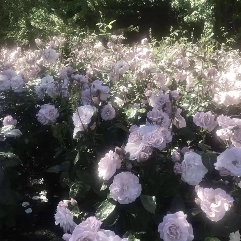 有賀 颯天の掲載