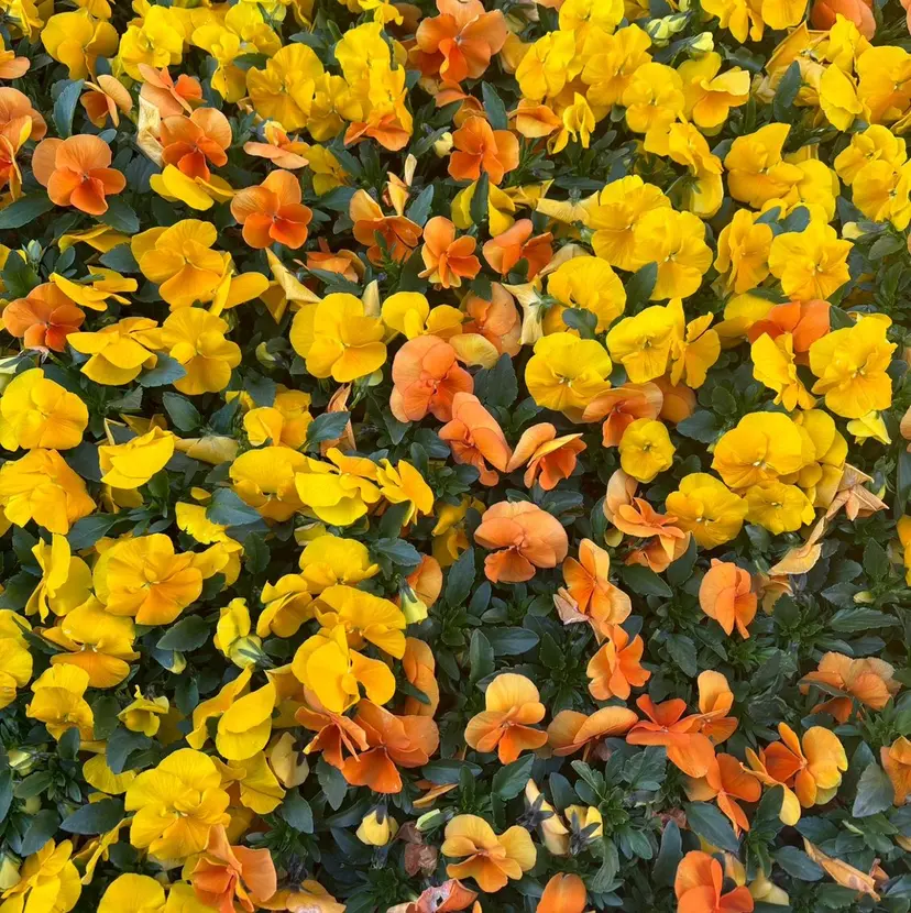 佐野 心結の掲載