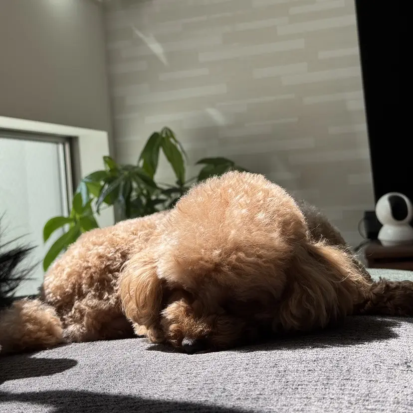 angelica🎀 lilyの掲載