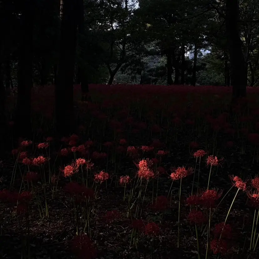 Nail Kaede🦋の掲載