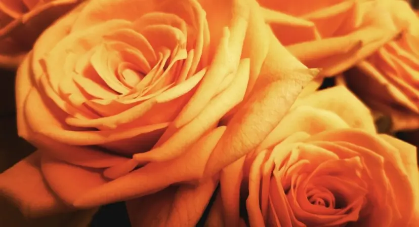 温熱整体 /小柳津の掲載