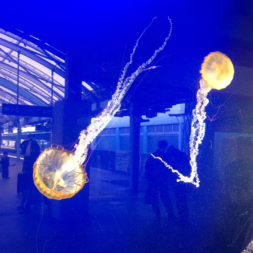 ayuna🍀 Mon mignonの掲載