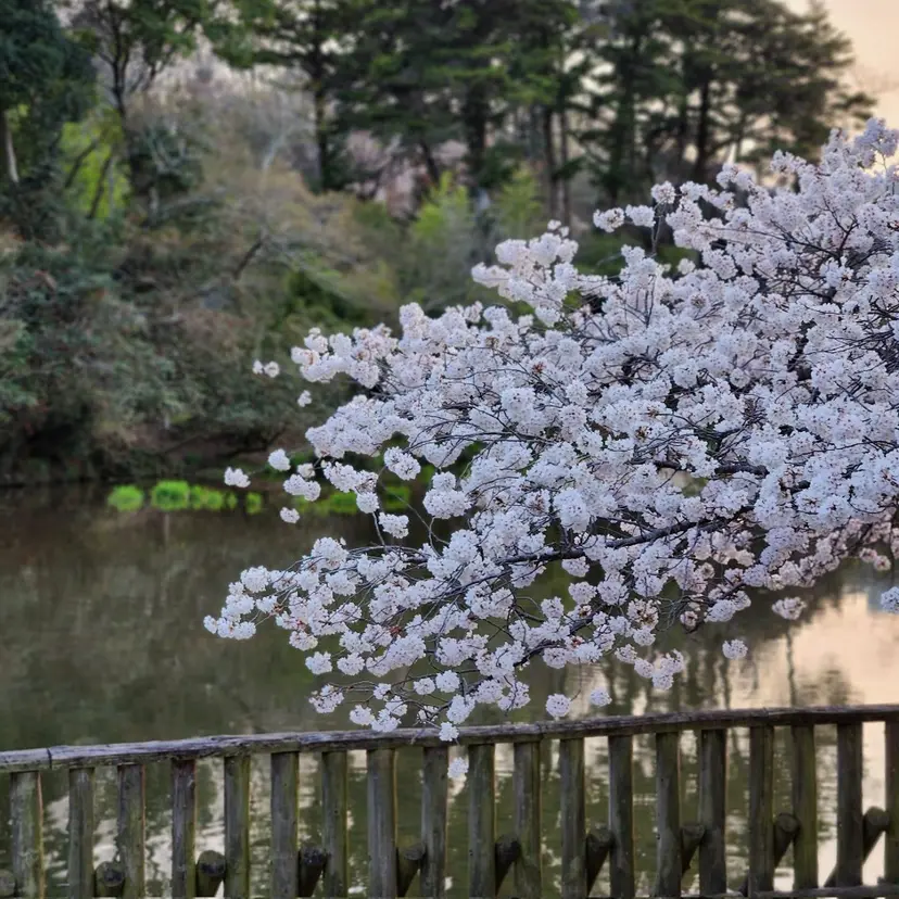 中村 舞人の掲載
