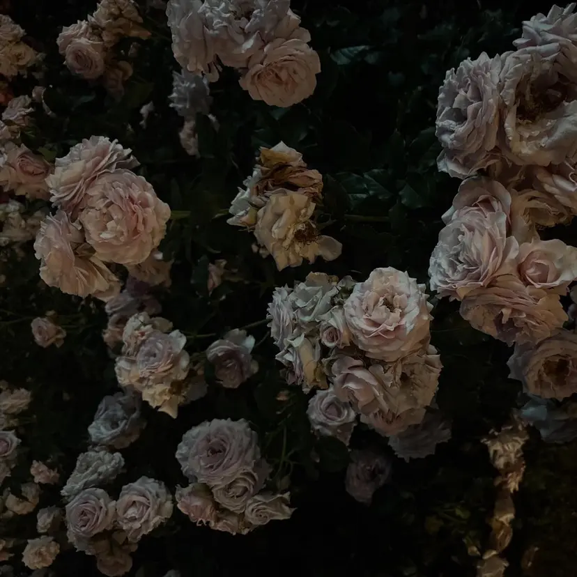 kirari / 透明感カラー🍈⟡⡱の掲載