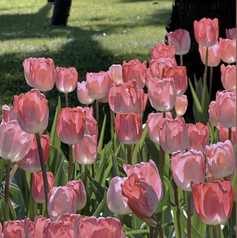 ショコラ 【hachi🌿】の掲載