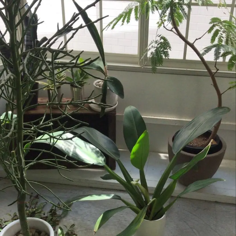 レイヤー/ベージュ mikuの掲載