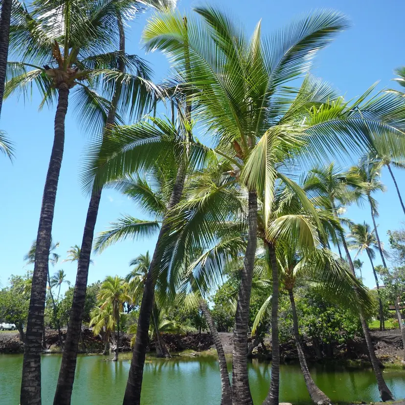 いろの Ironoの掲載