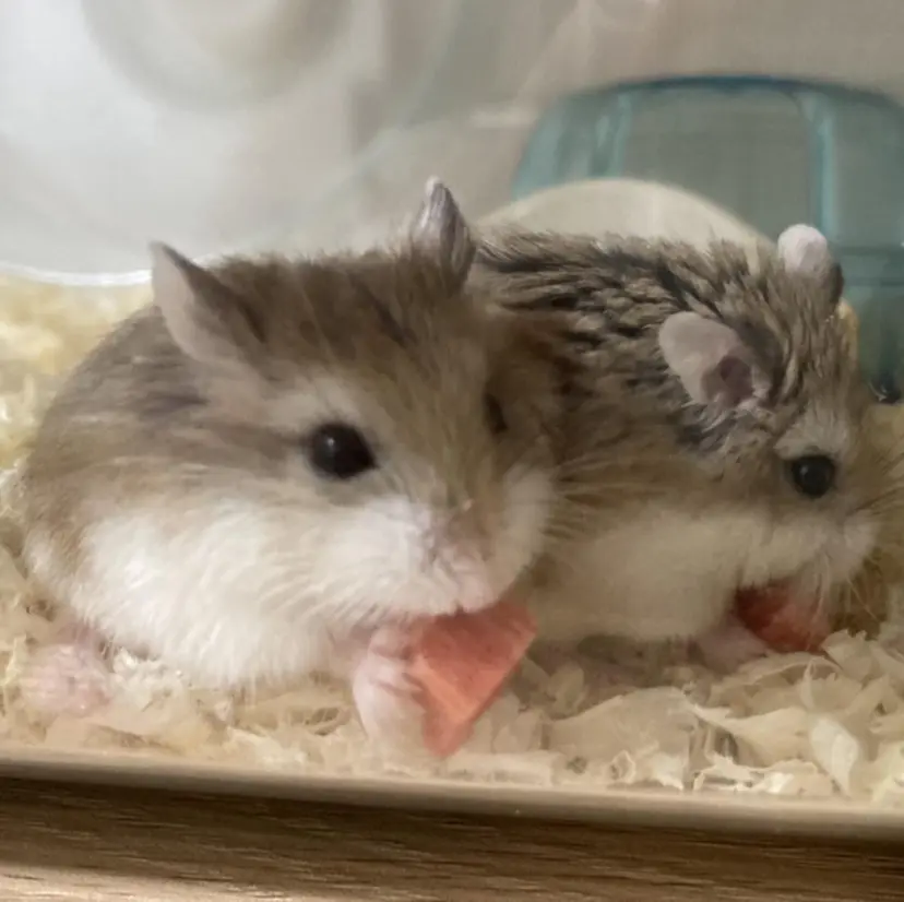 ヘアセット/エクステ cocoro🐹🎀の掲載