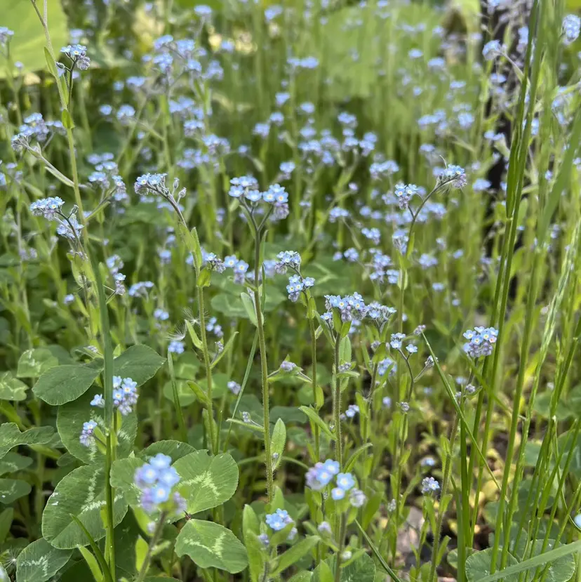 miku 【alice天神店】の掲載