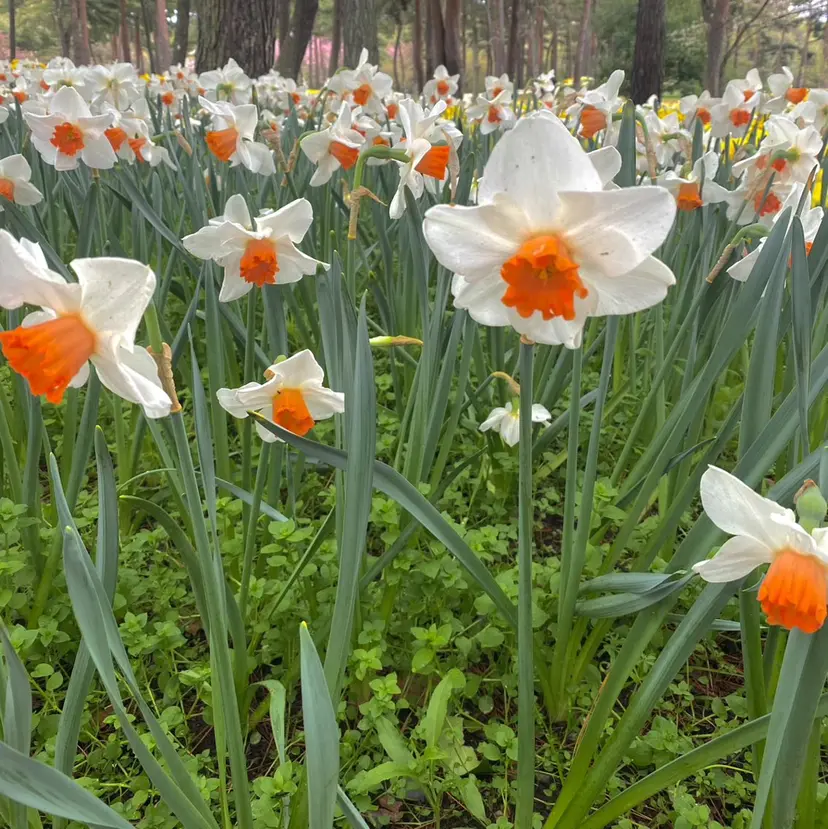 たかの はづきの掲載