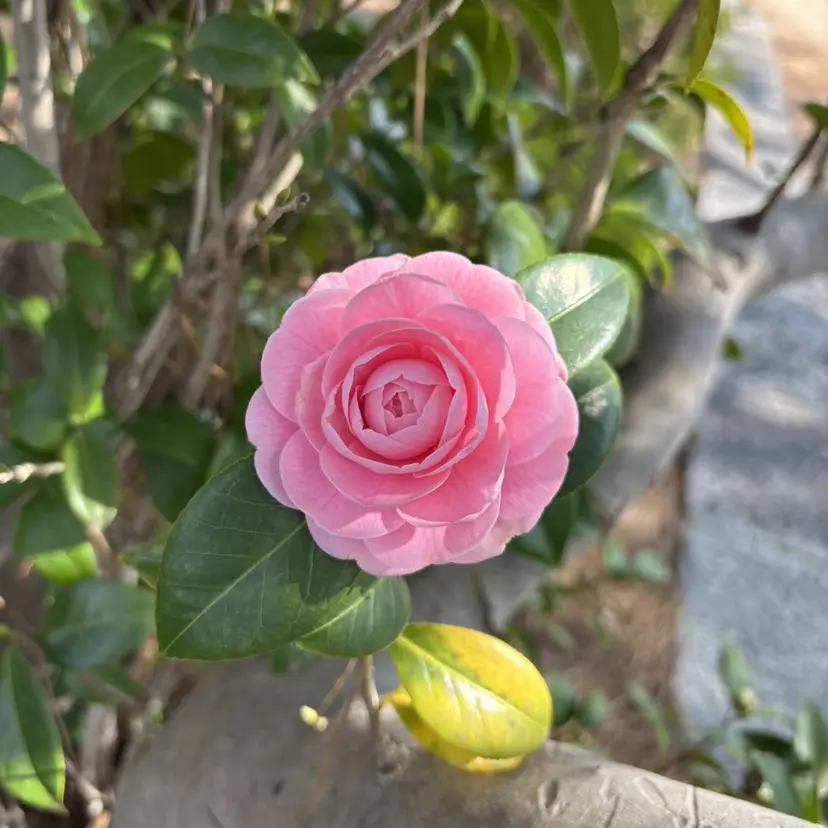 momoka/ アイブロウWAX✨️の掲載