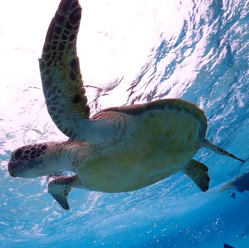 神山 ビューティー・アイの掲載