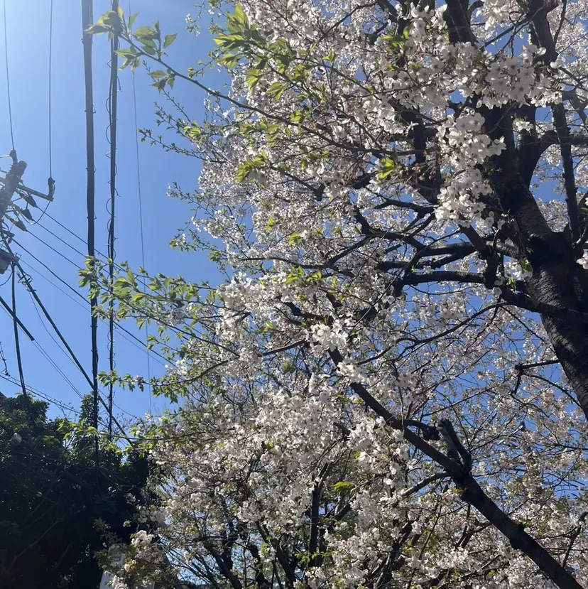 haru #眉毛#まつげパーマの掲載